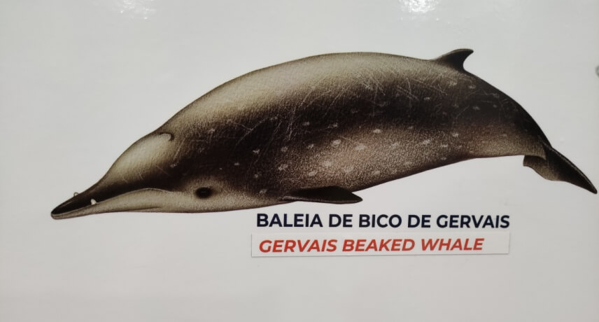 Baleia de Bico de Gervais - Tipos de Baleias na Ilha da Madeira